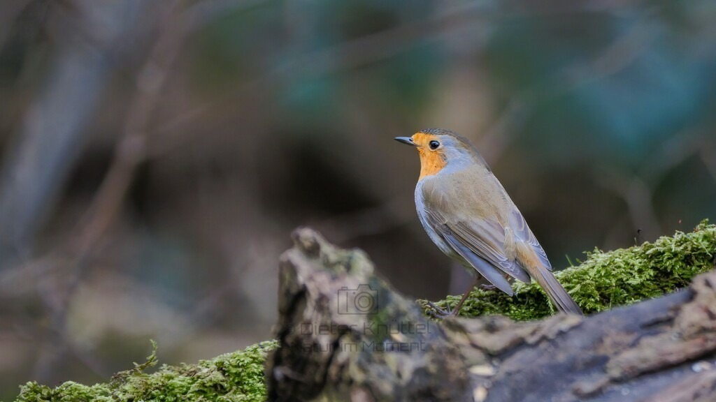 P1003735-Bearbeitet-2024-LR | Natur im Moment - Realisiert mit Pictrs.com