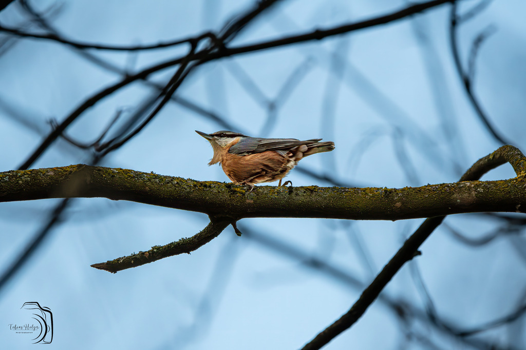 Im Reich der Federn - Kleiber | Holzisphotography, Landschaftsfotografie, Wildlifefotogorafie - Realisiert mit Pictrs.com