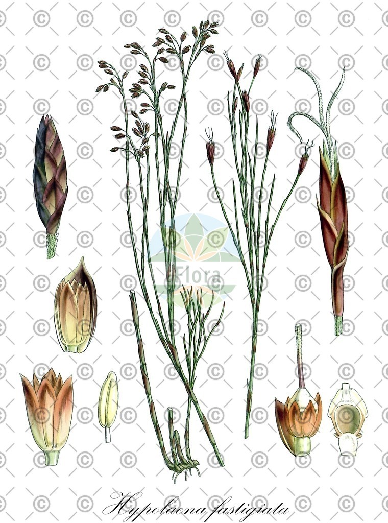 HistAbb_wfo-0000445228_2_ENZY_Simple | Historische Abbildung von Hypolaena fastigiata - Restionaceae | Historical Illustration of Hypolaena fastigiata - Restionaceae