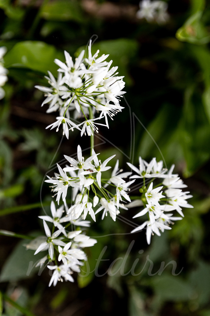Die Bärlauchblüte | Bei Veröffentlichung des Bildes ist eine Namensnennung wie folgt erforderlich: 
Foto: Mostdirn Irmgard Wieser
 - Realisiert mit Pictrs.com