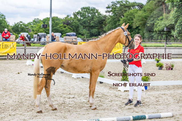 25-6 BSS H Reitponys 40 (3) | mandyhollmannphotographie