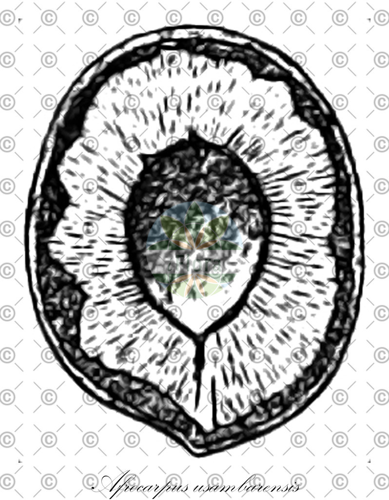 HistAbb_wfo-0000522644_1_ENZY_Simple | Historische Abbildung von Afrocarpus usambarensis - Podocarpaceae | Historical Illustration of Afrocarpus usambarensis - Podocarpaceae