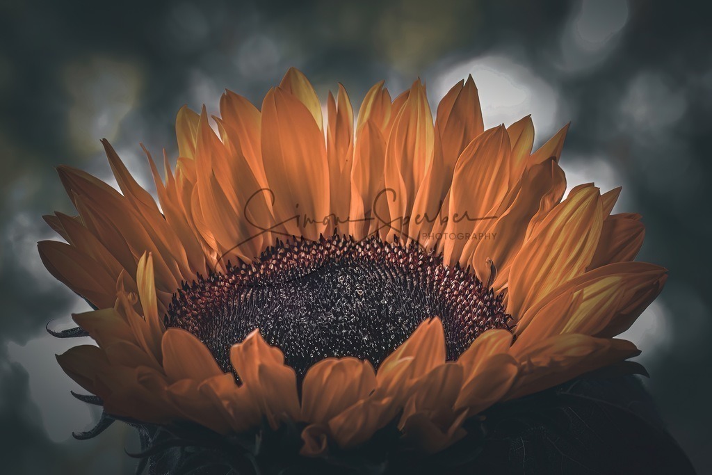 Sonnenblume | Simone Sperber, svb-photography,Fotografin,Bilddesignerin,Naturfotografie,Macrofotografie,Tierfotografie,Wildtierfotografie,Ausstellungen,Auftragsfotografie,Kunst,Art,Photographer,Shootings,Bildberatbeitung,Galerie,Shop