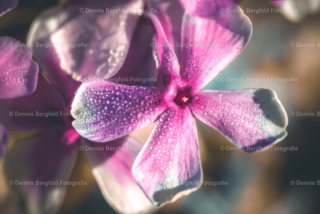 Flower 11 | Entdecken Sie Natur, Makro und Tierfotografie von Dennis Bergfeld.Besondere Momente und Details der Natur, hochwertig als Foto und Wandbild erhältlich. - Realisiert mit Pictrs.com