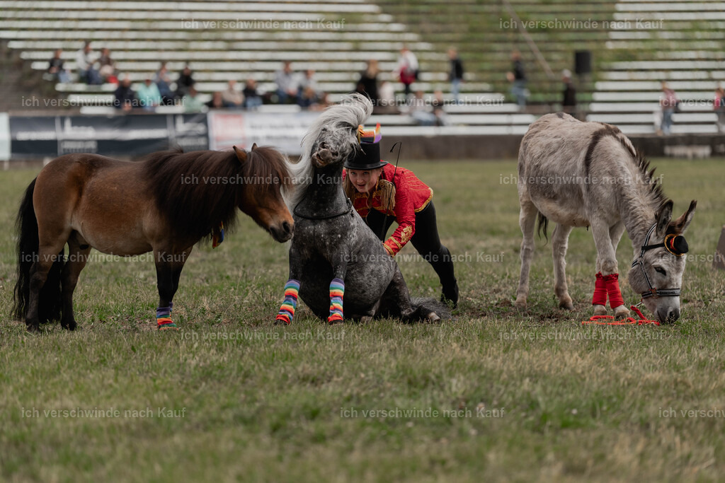 Showprogramm-277 | working equitationturnier fotograf videograf stoibphotography marixx film working equitation deutschland reitsport turnierfotografie eventfotografie equestrian events