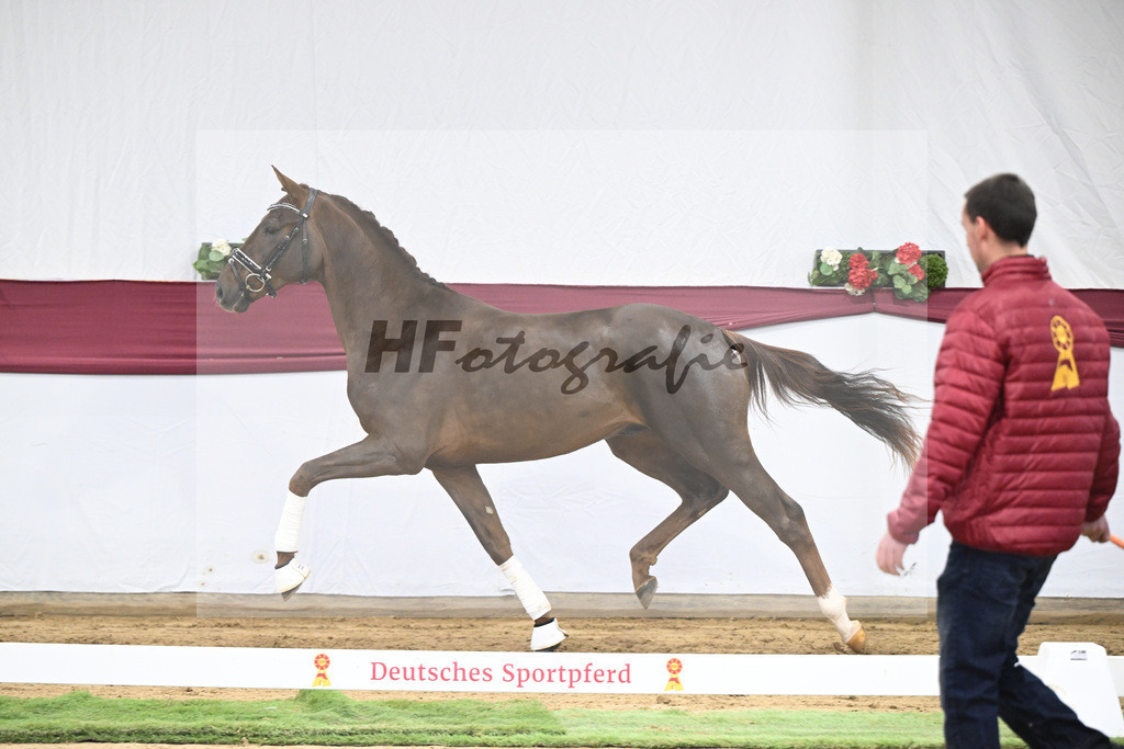 Kat-Nr. 32 Va Bene x Delatio_Simonne Spaeth_47251086 | hf-fotografie - Realisiert mit Pictrs.com