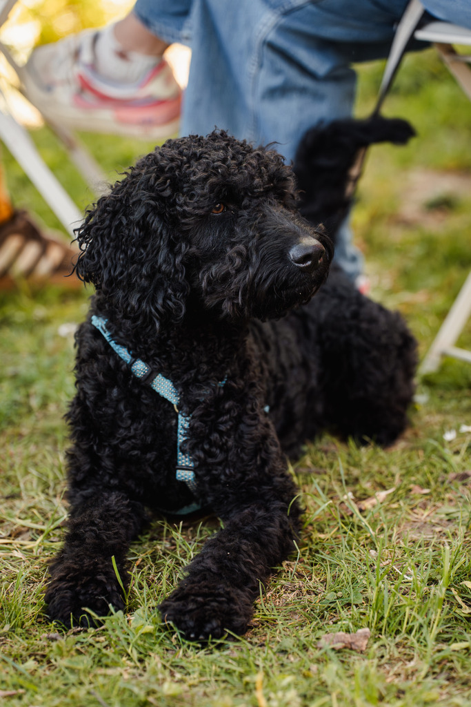 20260426-151 | MuT (Mensch und Tier) mit Mona - Fotografie und Tierkommunikation - Realisiert mit Pictrs.com