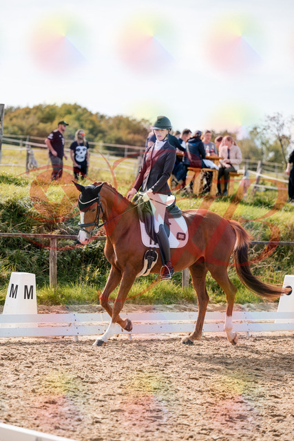 2026_10_03_Siefer-Hof_132821_Z63_88861354 | Professionelle Reitsport-, Turnier- und Eventfotografie von Robert Broda. Galerien mit ausgewählten und bearbeiteten Bildern direkt online ansehen und bestellen.