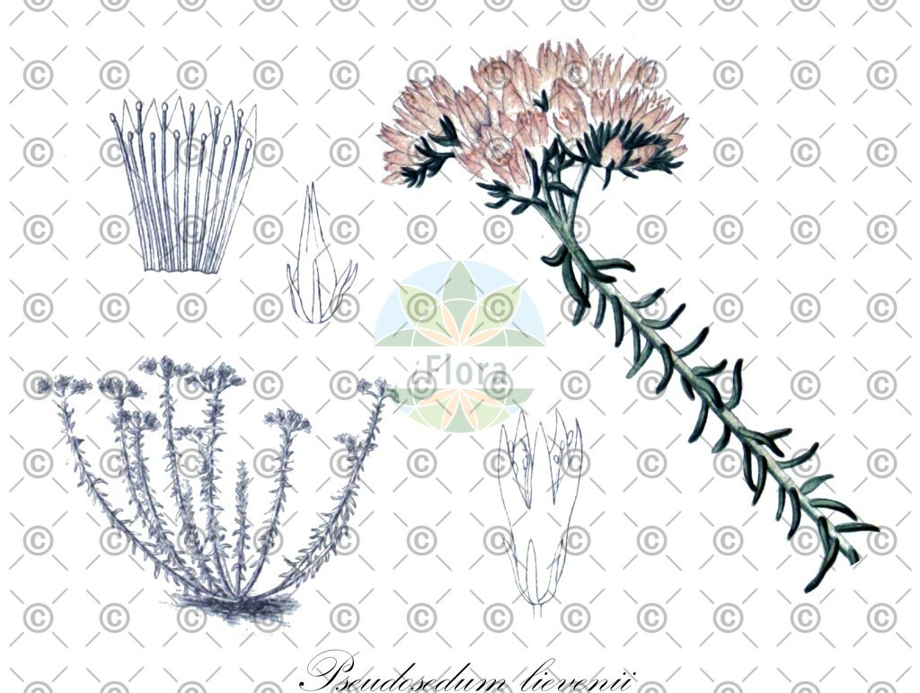 HistAbb_wfo-0001171241_1_ENZY_Simple | Historische Abbildung von Pseudosedum lievenii - Crassulaceae | Historical Illustration of Pseudosedum lievenii - Crassulaceae