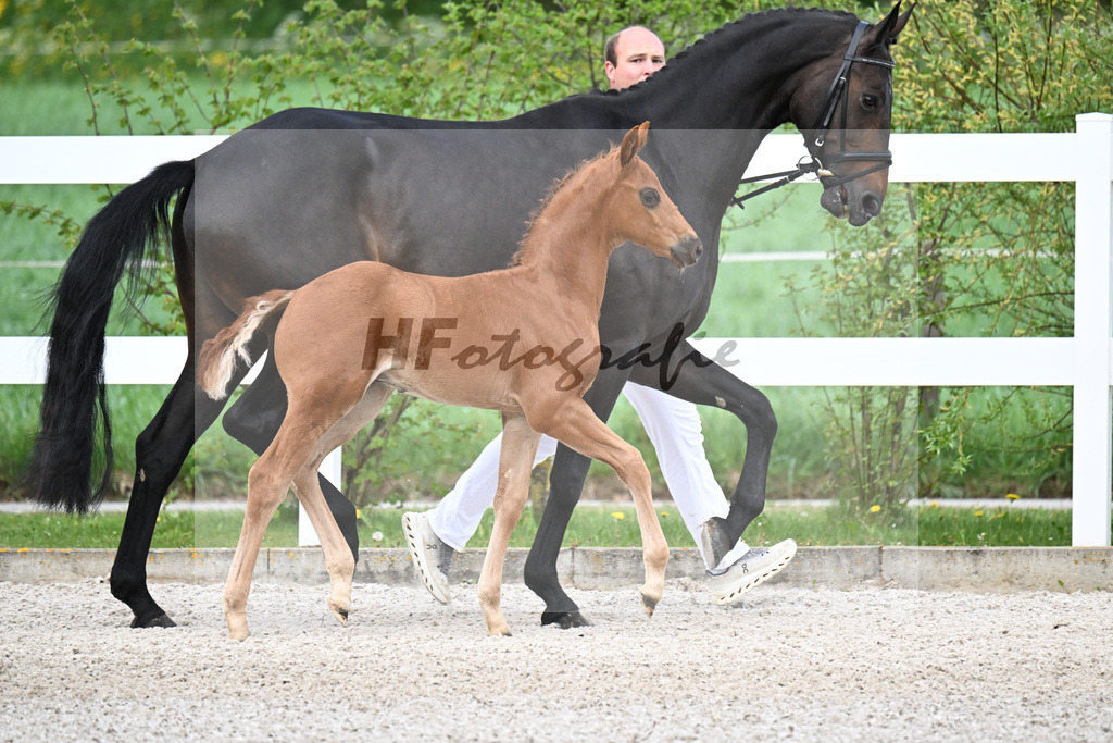 Kat-Nr. 5 HF Von Und Zu x Escamillo_von Unger_23260142 | hf-fotografie - Realisiert mit Pictrs.com