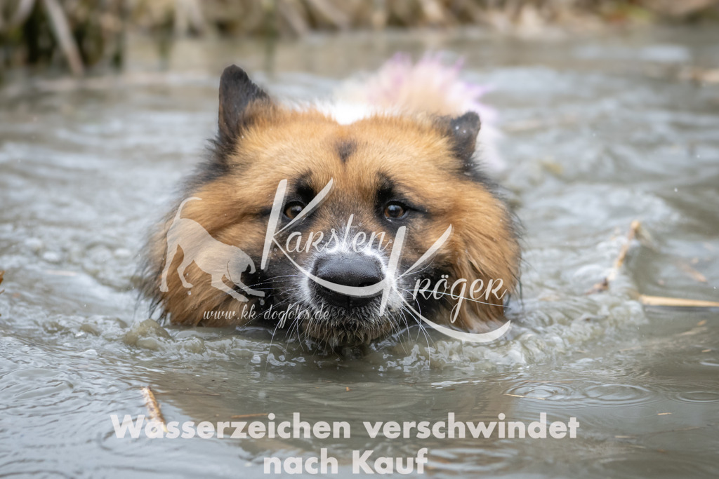 1404_ZZ96299 | kk-dogfotos