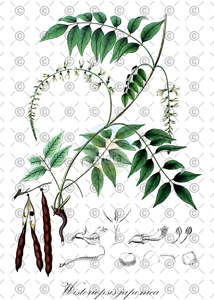 HistAbb_wfo-0000334444_1_ENZY_Simple | Historische Abbildung von Wisteriopsis japonica - Fabaceae | Historical Illustration of Wisteriopsis japonica - Fabaceae