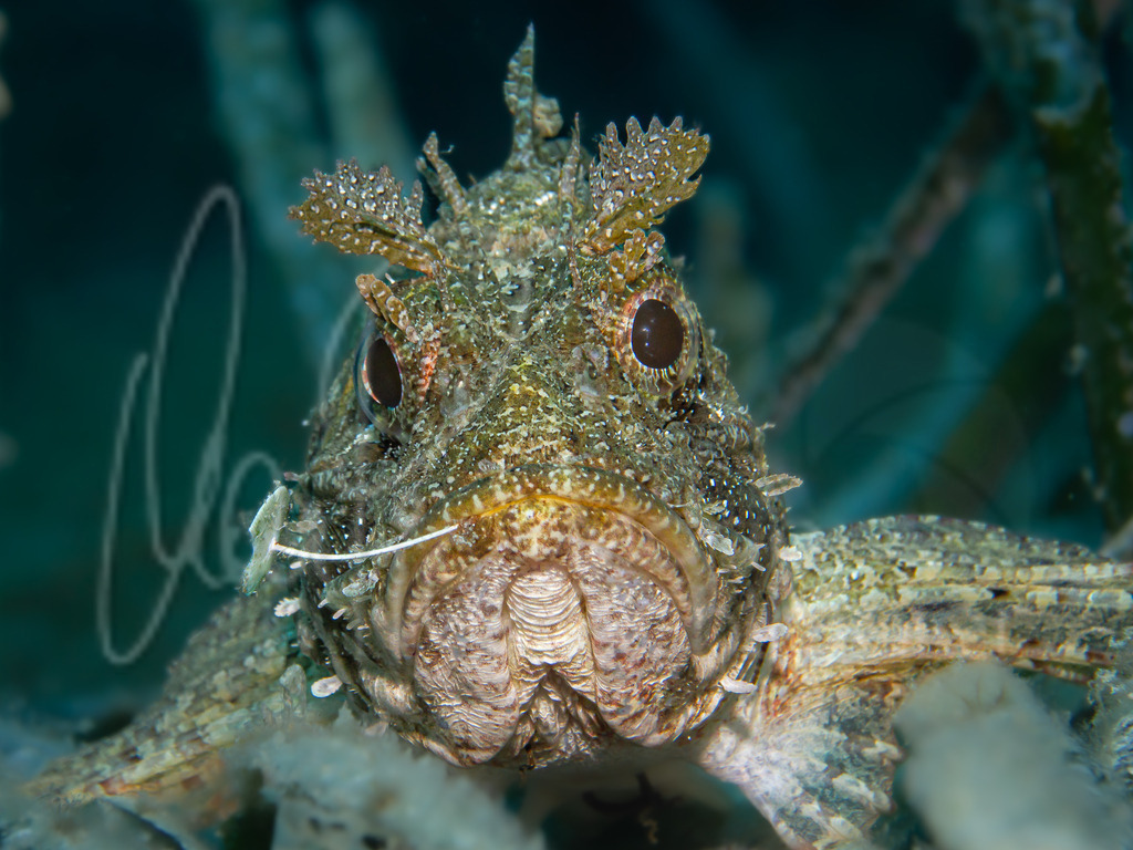 Scorpaena porcus | Drachenkopf /  Cast.: Rascacio, Cabra roquera;  Eng.: Black scorpionfish; Fra.: Rascasse brune - Realisiert mit Pictrs.com