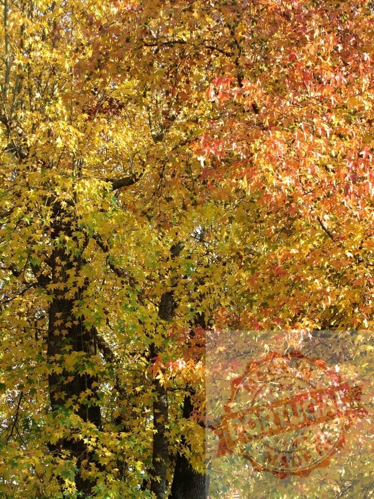 Autumn leaves changing colors on American sweetgum tree | Autumn leaves displaying vibrant yellow, orange, and red colors - Realized with Pictrs.com