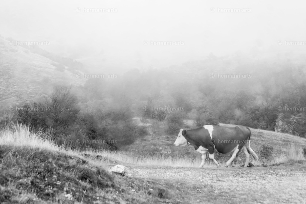Nature-Arts-026 | Photo Foto Kunst Art schwarzweiss Bilder Rheine Münster Berlin Blumen 