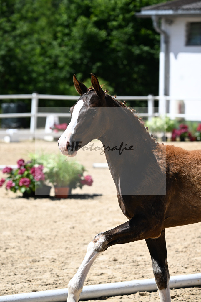 Kat-Nr. 13 Bonds x Don Juan de Hus_HF_Geiling_20250849 | hf-fotografie - Realizzato con Pictrs.com