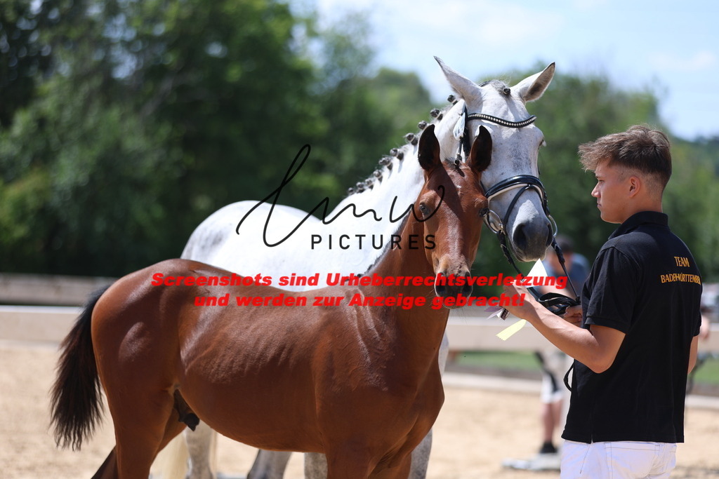 Fohlenschau_Schwäbisch_Hall_springbetonte_Fohlen_KN 24_16 | lmwpictures - Realisiert mit Pictrs.com