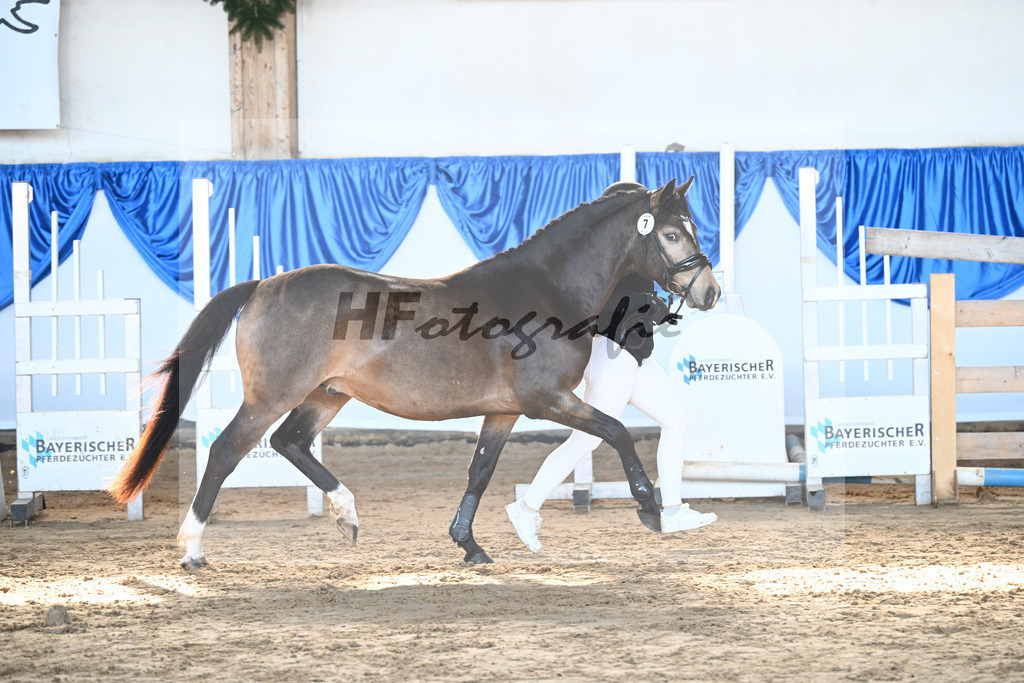 Kat-Nr. 7 Dian v. Diamond Touch_Schneider_9260180 | hf-fotografie - Realisiert mit Pictrs.com