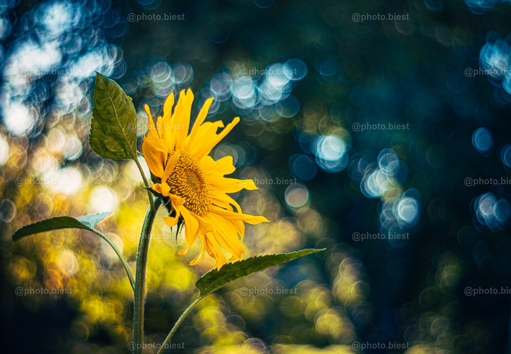 Touching the Bubbles | Eine Sonnenblume mit buntem Bubblebokeh. - Realisiert mit Pictrs.com
