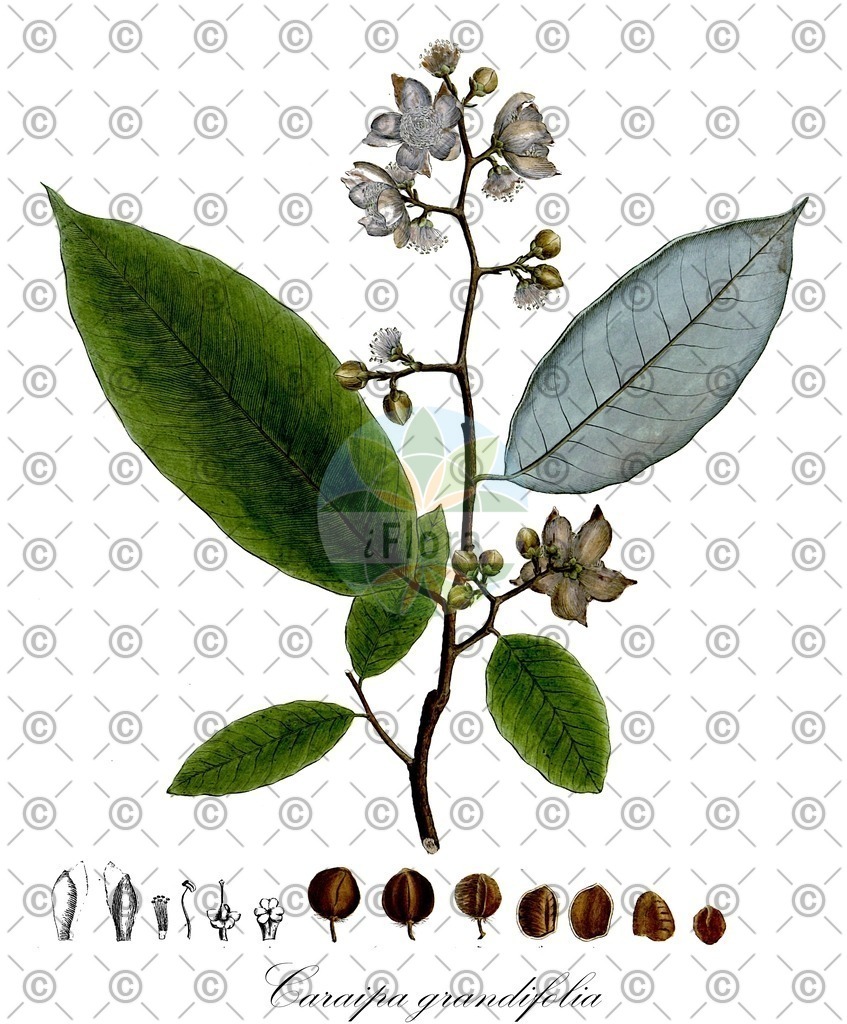 HistAbb_wfo-0000586012_1_ENZY_Simple | Historische Abbildung von Caraipa grandifolia - Calophyllaceae | Historical Illustration of Caraipa grandifolia - Calophyllaceae