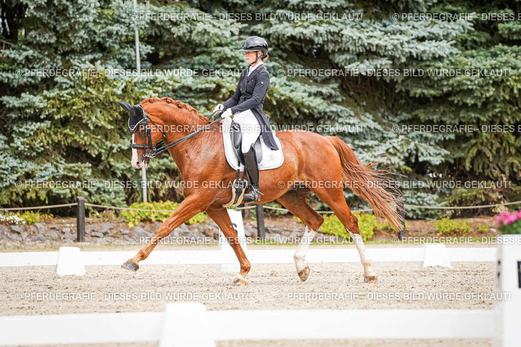 DSC05637 | Pferdegrafie