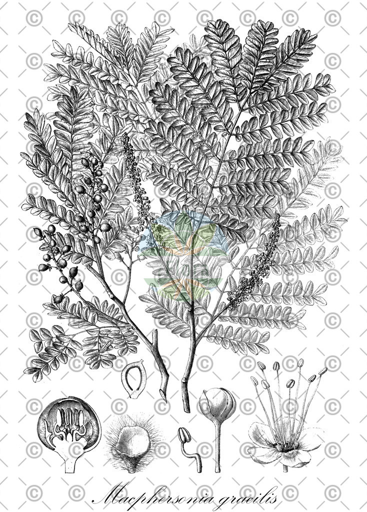 HistAbb_wfo-0000376415_1_ENZY_Simple | Historische Abbildung von Macphersonia gracilis - Sapindaceae | Historical Illustration of Macphersonia gracilis - Sapindaceae