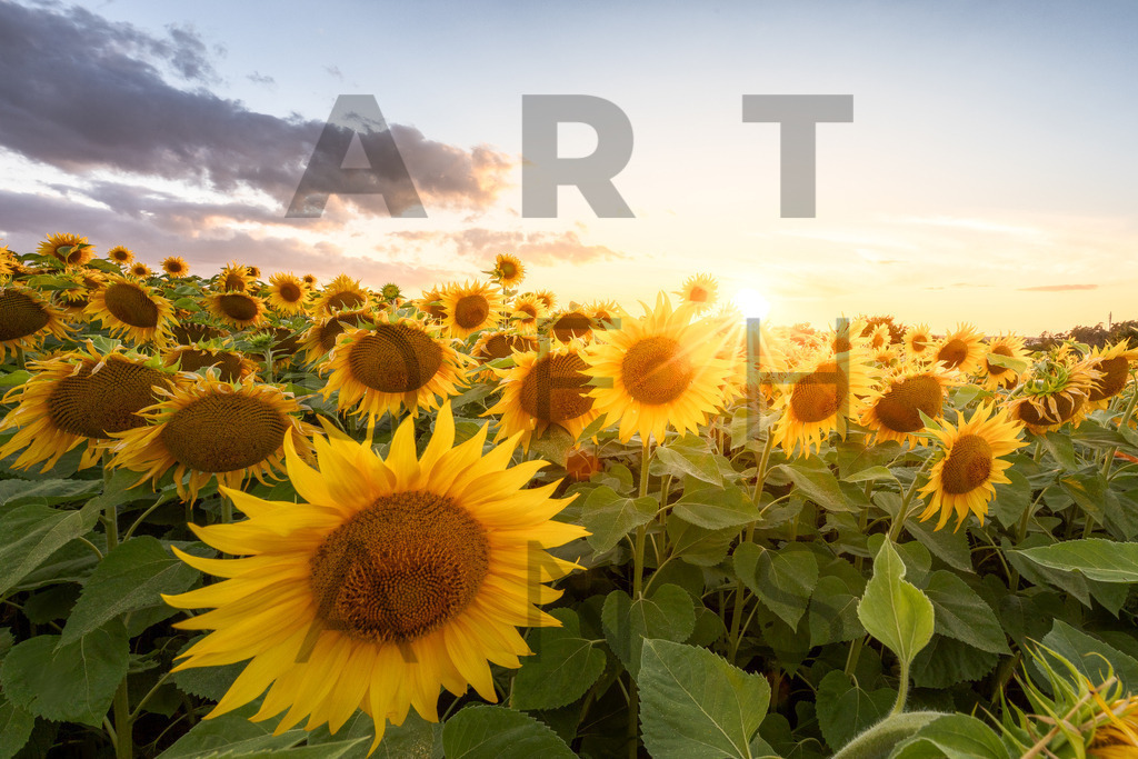 Ein Hans Fineart Original | Entdecke die Kunst von Hans Fineart - Fotografien für dein Zuhause. Verwandle deine Wände mit einzigartigen Kunstwerken und bringe die Schönheit der Welt in dein Leben. Bestelle jetzt und schaffe einen Ort der Inspiration und Eleganz.