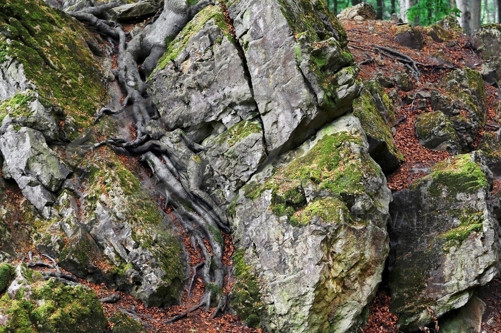 NatureArt-FRIEDASRUH_0525b | Zwischen den grauen Wurzeln | #001 | Modell: Pola | Foto: Peter Bunn - Realisiert mit Pictrs.com