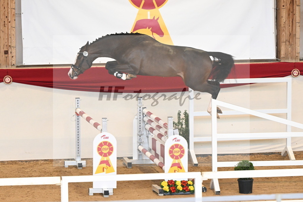 Kat.-Nr. 1 v. Blue Diamond (Hagbar du Lozon)_Schadock_3261463 | hf-fotografie - Realisiert mit Pictrs.com