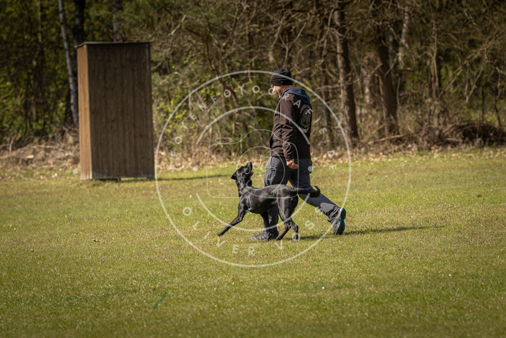 Pfotenfotografie_DV3A1218 | Hundefotografie, Tierfotograf, Pfotenfotografie, Fotoshooting Hund, Hunde Portrait, Hundesport, Hundeportraits, Heideshooting, Hunde, Sportfotograf, Hundefotograf, Turnierhundsport, THS,  - Realisiert mit Pictrs.com