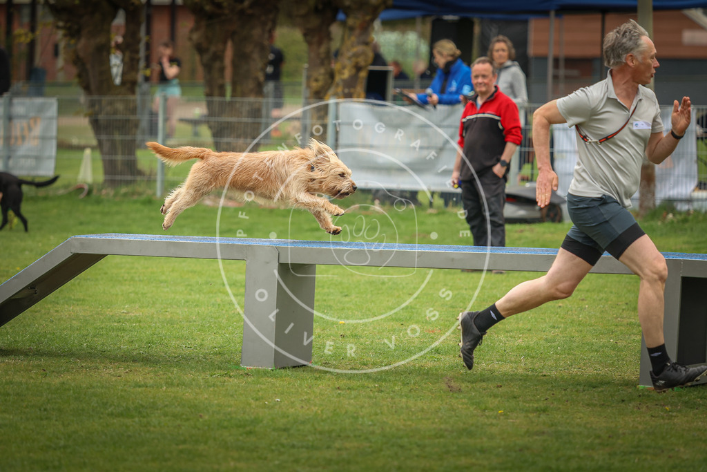 Pfotenfotografie_0L8A1789 | Hundefotografie, Tierfotograf, Pfotenfotografie, Fotoshooting Hund, Hunde Portrait, Hundesport, Hundeportraits, Heideshooting, Hunde, Sportfotograf, Hundefotograf, Turnierhundsport, THS,  - Realisiert mit Pictrs.com