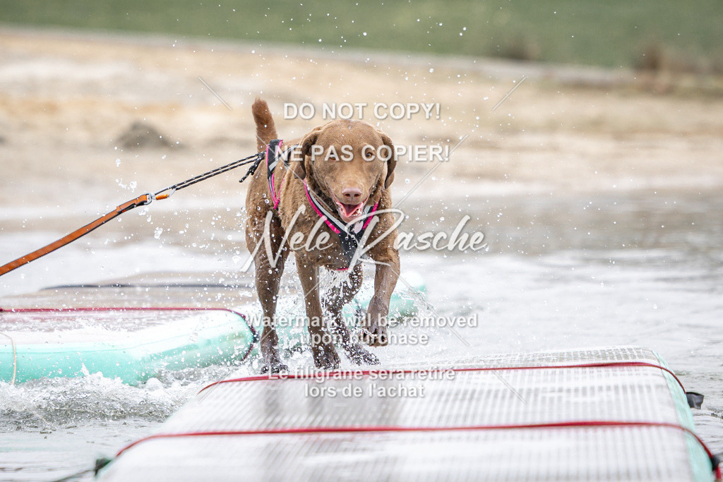 nelerasche_Hulsbeek_Sa1030-1100_752 | nelerasche