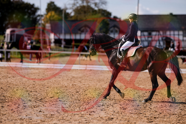 2026_10_03_Siefer-Hof_133852_Z81_98031944 | Professionelle Reitsport-, Turnier- und Eventfotografie von Robert Broda. Galerien mit ausgewählten und bearbeiteten Bildern direkt online ansehen und bestellen.