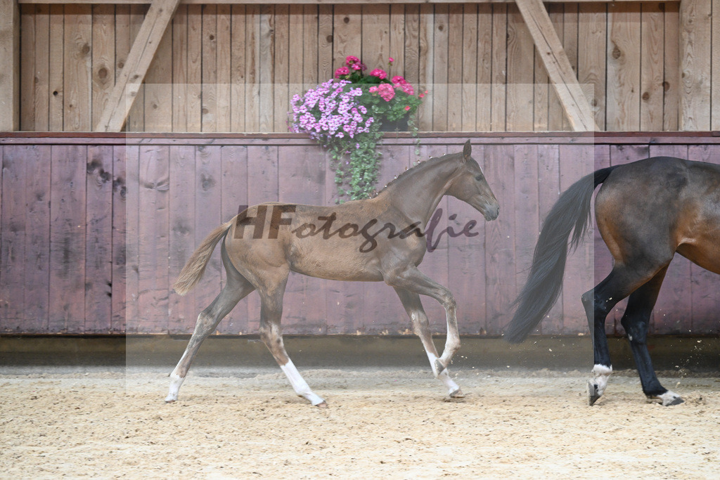 Kat-Nr. 20 SF DSP Floricello_Fischer_26230156 | hf-fotografie - Realizzato con Pictrs.com