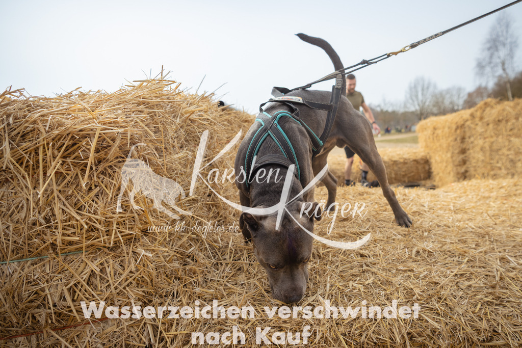 1058_ZZ91264 | kk-dogfotos