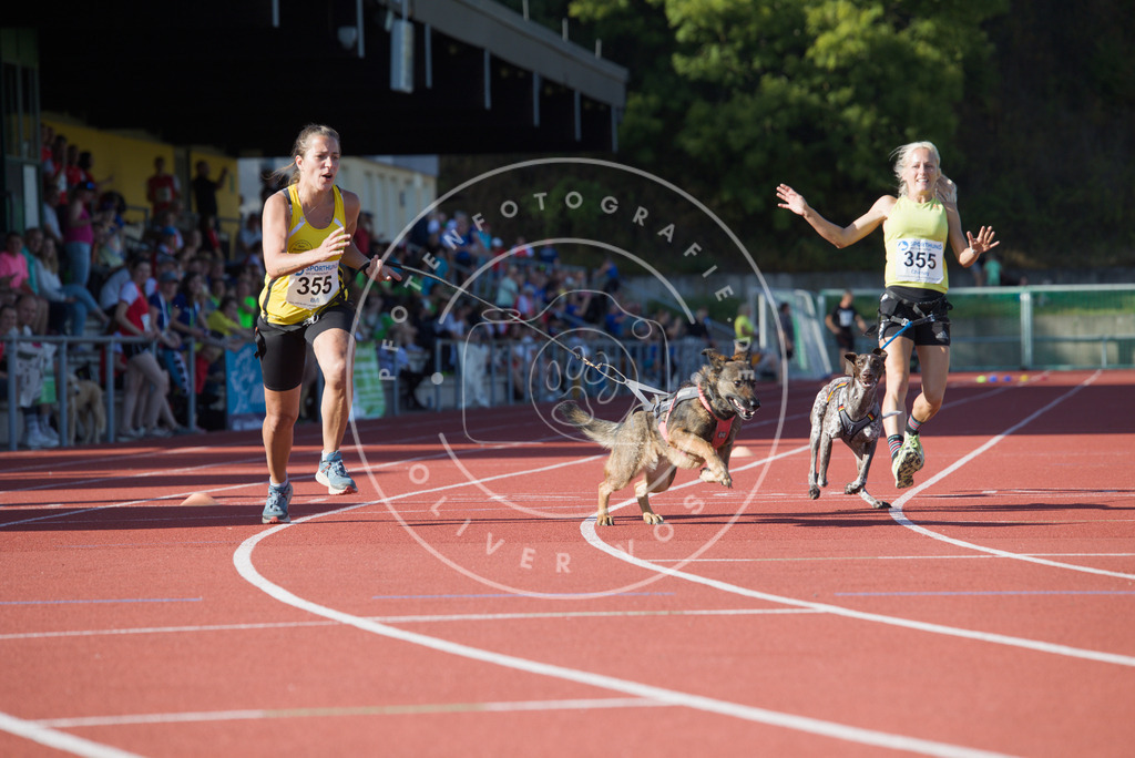 0L8A9886 | Hundefotografie, Tierfotograf, Pfotenfotografie, Fotoshooting Hund, Hunde Portrait, Hundesport, Hundeportraits, Heideshooting, Hunde, Sportfotograf, Hundefotograf, Turnierhundsport, THS,  - Realisiert mit Pictrs.com