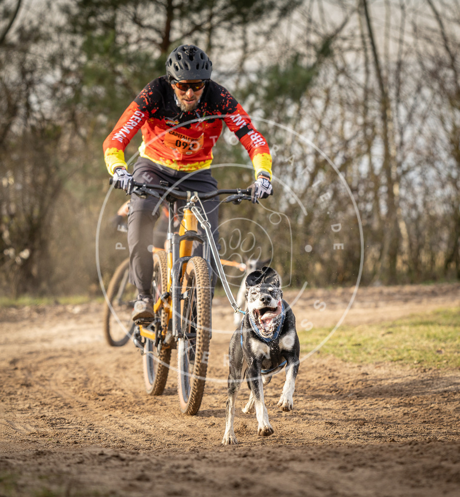 Pfotenfotografie_DV3A7552 | Hundefotografie, Tierfotograf, Pfotenfotografie, Fotoshooting Hund, Hunde Portrait, Hundesport, Hundeportraits, Heideshooting, Hunde, Sportfotograf, Hundefotograf, Turnierhundsport, THS,  - Realisiert mit Pictrs.com