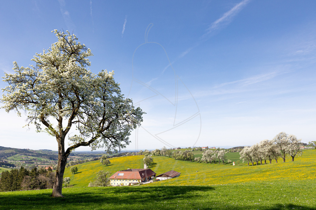 Birnbaumbluetenblick_Mostviertel_Mostdirn_Irmgard_Wieser-8926 | Ihre Fotografin im Lungau, ihre Fotografin im Mostviertel, Wandbilder Onlineshop, Imagefotos für Ihr Unternehmen,  - Realisiert mit Pictrs.com