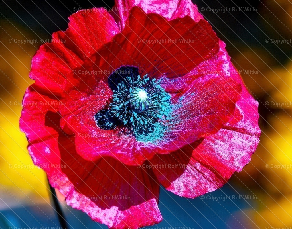 mohn | Rolf Wittke  - Realisiert mit Pictrs.com