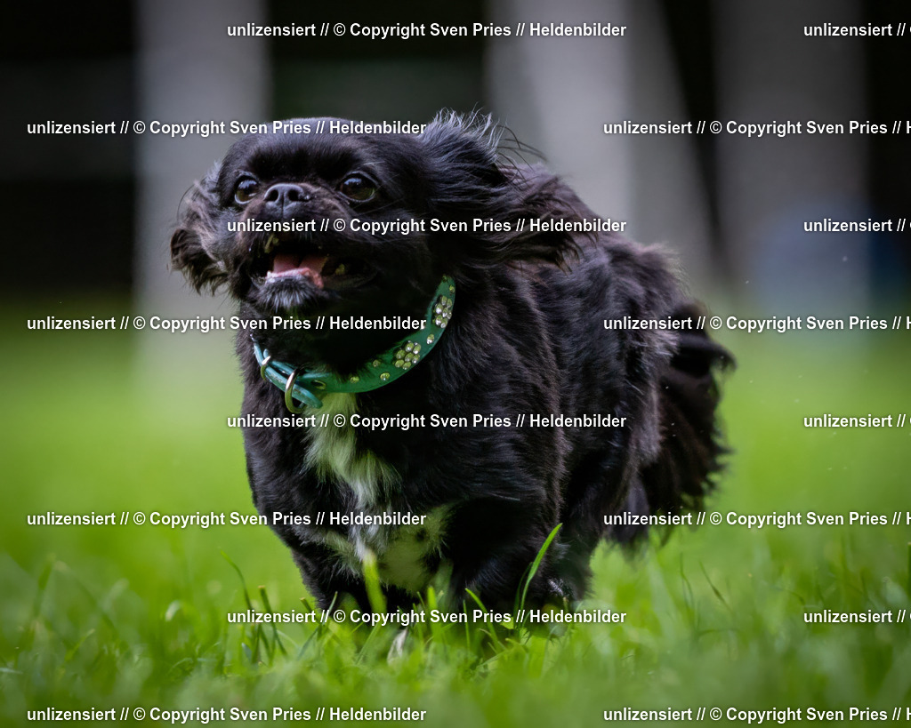 Sven Pries | 2024-10-19 - Hunderennen Ober-Grombach - Realisiert mit Pictrs.com