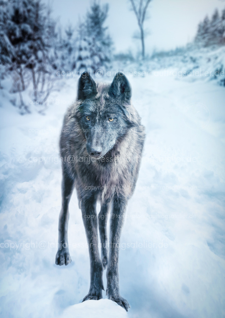 Timberwolf in Schneelandschaft D | Ein Timberwolf steht alleine auf einer Waldlichtung im Schnee. Er hat gelbe Augen. 