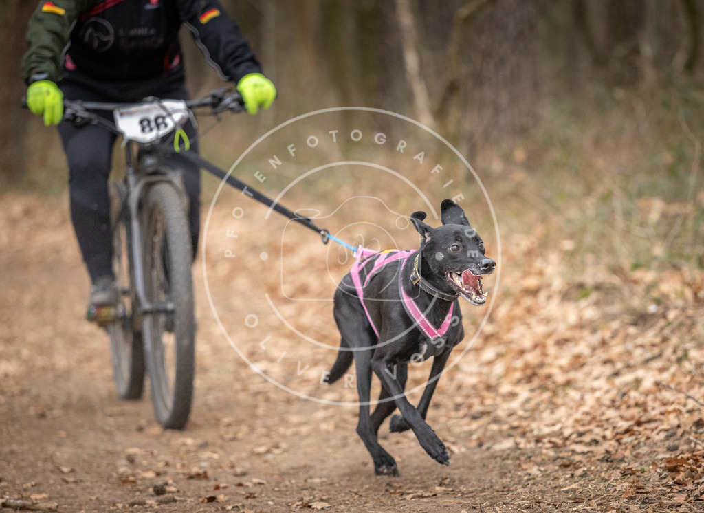 Pfotenfotografie_DV3A6338 | Hundefotografie, Tierfotograf, Pfotenfotografie, Fotoshooting Hund, Hunde Portrait, Hundesport, Hundeportraits, Heideshooting, Hunde, Sportfotograf, Hundefotograf, Turnierhundsport, THS,  - Realisiert mit Pictrs.com