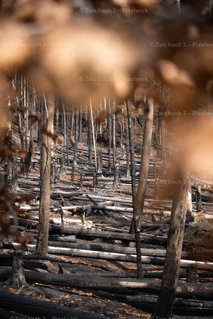 Rosssteig_Nahe_Katzenstein_Waldbrand_Baumstamm_Unschaerfe | 2022-08-30_Waldbrandgebiete_1 - Realisiert mit Pictrs.com