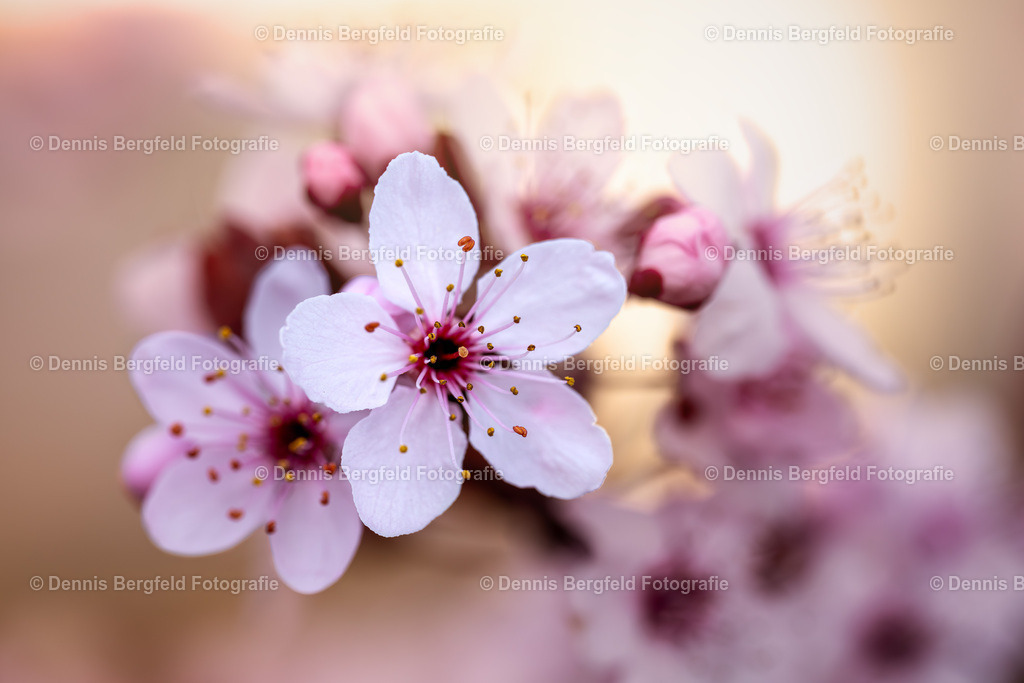 Kirschblüten  1 | Entdecken Sie Natur, Makro und Tierfotografie von Dennis Bergfeld.Besondere Momente und Details der Natur, hochwertig als Foto und Wandbild erhältlich. - Realisiert mit Pictrs.com
