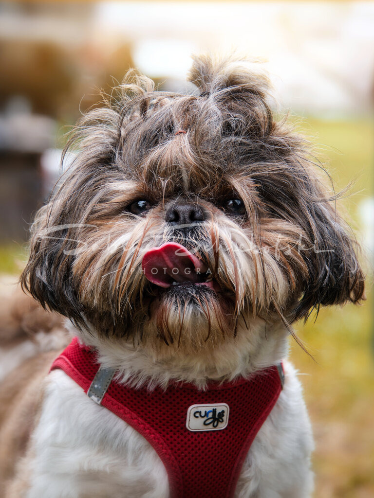 Ole_23-09-032023_09_3_DSCF0171 | People- und Tierfotografie, Imageaufnahmen, Veranstaltungsfotografie und Wandbilder aus der Natur ★ Made in Germany ✔️ Druck + Downloads ✔️ Naturfotografie in Top Qualität ★ schneller Versand, weltweite Lieferung! - Realisiert mit Pictrs.com