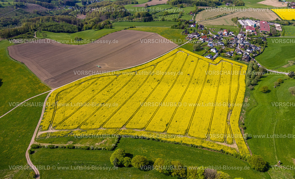 Breckerfeld240504823 | Luftbild, gelbe Rapsfelder und Baumeister Frischei GmbH Landwirtschaftsbetrieb, Fernsicht Hügellandschaft, Brenscheid, Breckerfeld, Ruhrgebiet, Nordrhein-Westfalen, Deutschland