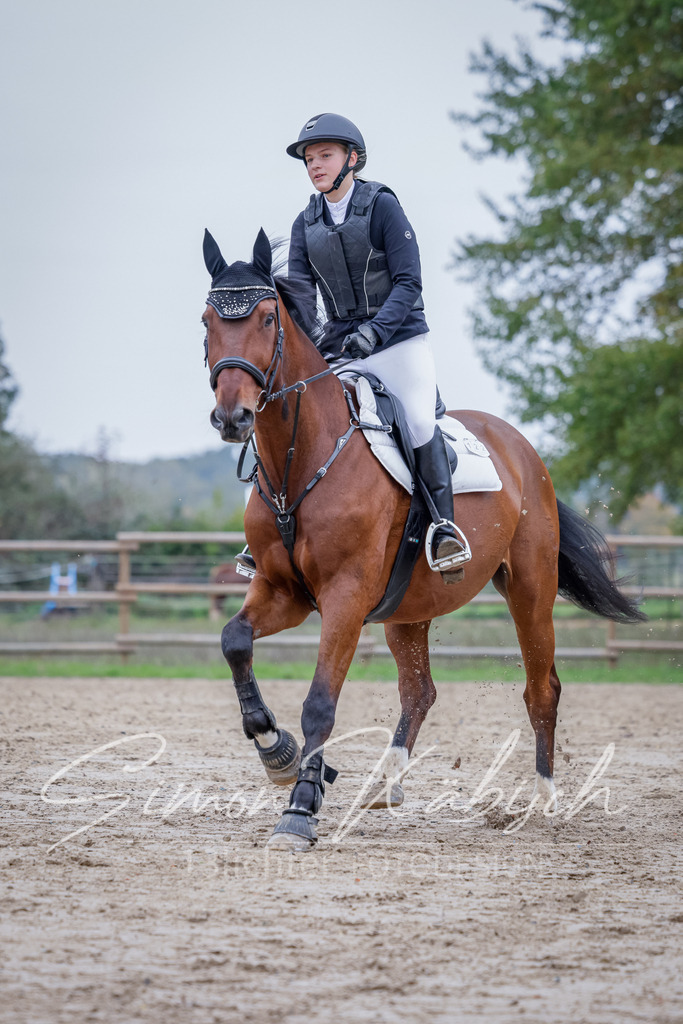 20251012-_3LI3111 | Tierfotografie Pferde, Hunde, Katzen, Haustiere.
Turnierfotografie Reitturniere, Reiten, Springreiten, Dressur in Hanau, dem Main-Kinzig-Kreis und dem Rhein-Main- Gebiet um Frankfurt