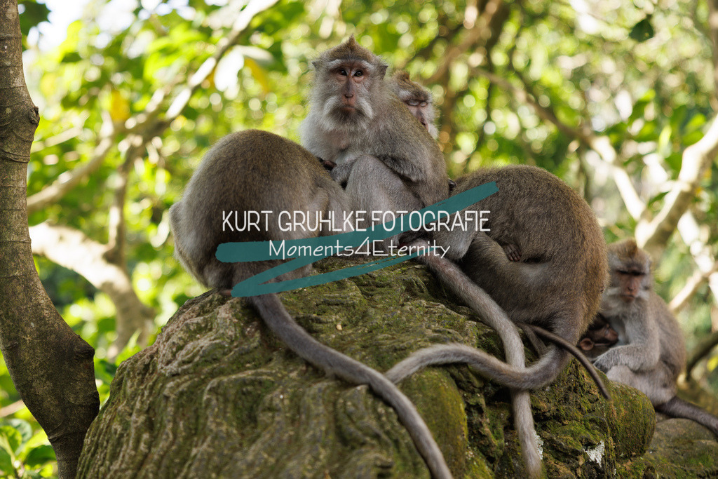 230718-0170 | onlinegalerie und Fotoshop Kurt Gruhlke Fotograf Berlin
Hochzeitsfotograf Eventfotograf Portraitfotografie
 - Realisiert mit Pictrs.com