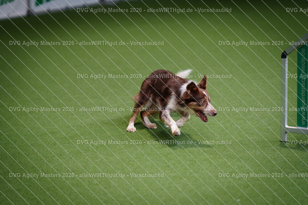 allesWIRTHgut_Tierfotografie-DVG_Agility_Masters_2026-09_52-7R502889 | Professionelle Tierfotografie in Mönchengladbach von Daniel Wirth (allesWIRTHgut). Liebevolle & natürliche Bilder von Hunden & Katzen für unvergessliche Erinnerungen.