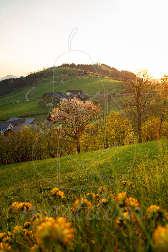 Abendlicht am Panoramahöhenweg | Bei Veröffentlichung des Bildes ist eine Namensnennung wie folgt erforderlich: 
Foto: Mostdirn Irmgard Wieser - Realisiert mit Pictrs.com